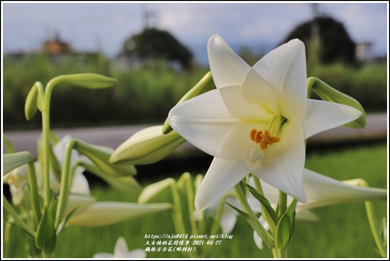 鐵炮百合花(明利村)-2021-04-12.jpg