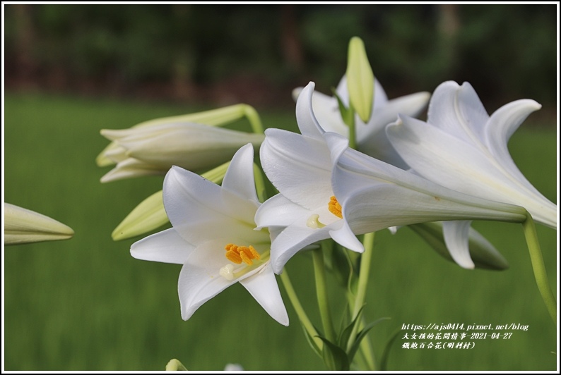 鐵炮百合花(明利村)-2021-04-09.jpg