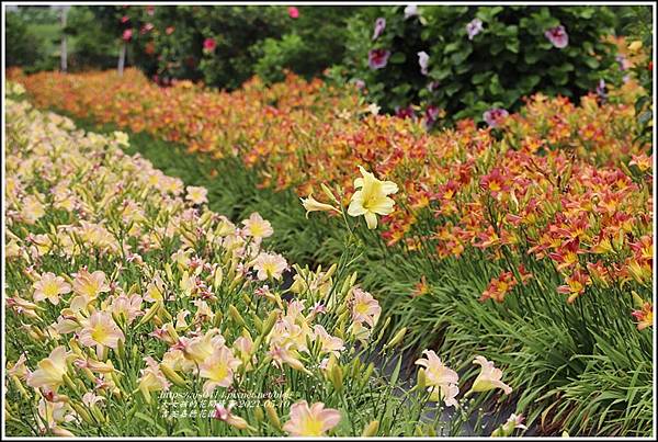 吉安嘉德花田-2021-05-13.jpg