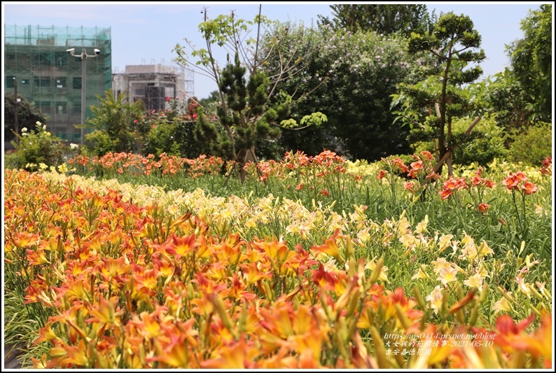 吉安嘉德花田-2021-05-33.jpg