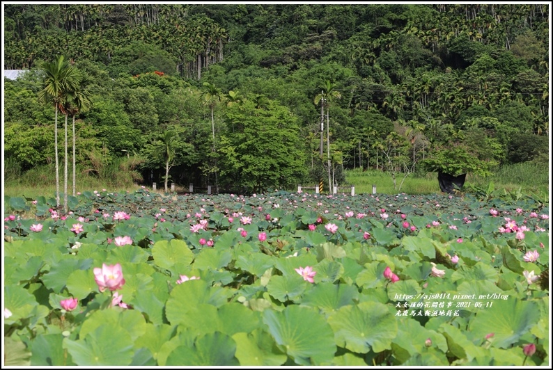 光復馬太鞍濕地荷花-2021-05-41.jpg