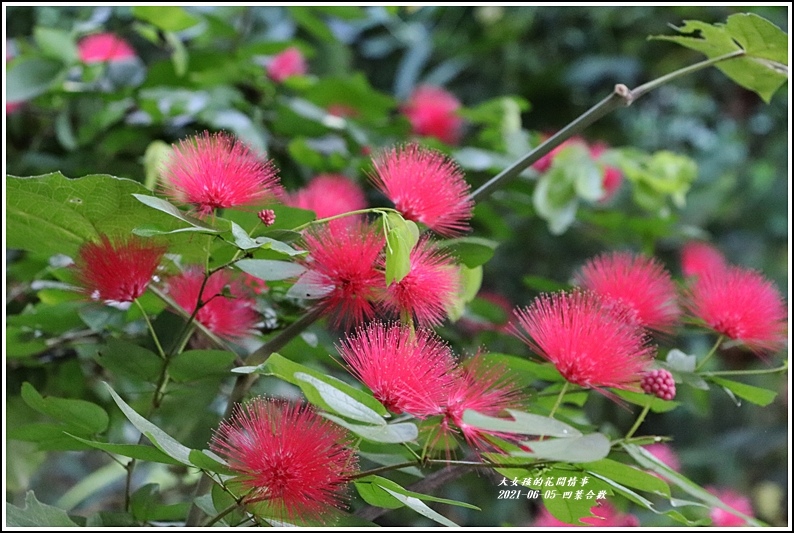 凹葉合歡-2021-06-02.jpg 凹葉合歡-2021-06-02.jpg