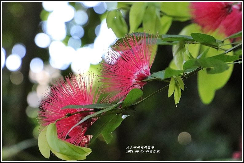 凹葉合歡-2021-06-04.jpg 凹葉合歡-2021-06-04.jpg