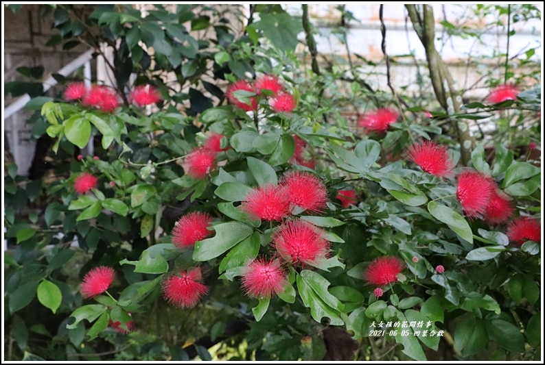 凹葉合歡-2021-06-06.jpg 凹葉合歡-2021-06-06.jpg