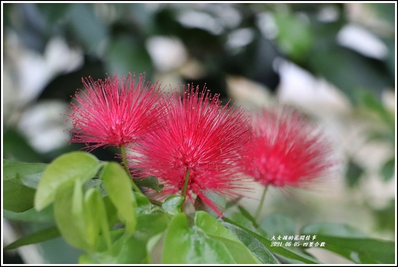 凹葉合歡-2021-06-03.jpg 凹葉合歡-2021-06-03.jpg