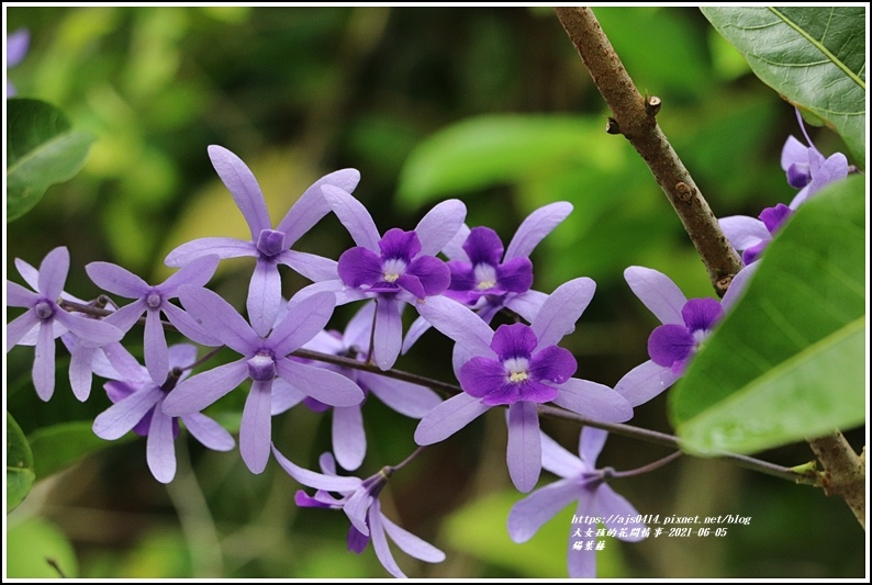 錫葉藤-2021-06-02.jpg 錫葉藤-2021-06-02.jpg
