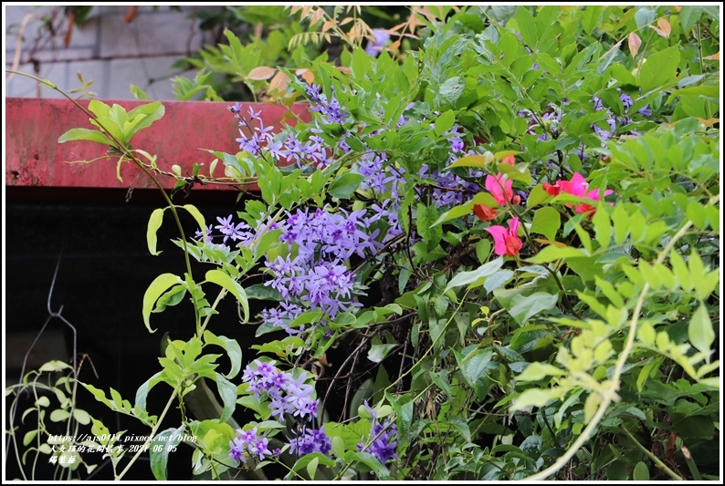 錫葉藤-2021-06-05.jpg 錫葉藤-2021-06-05.jpg