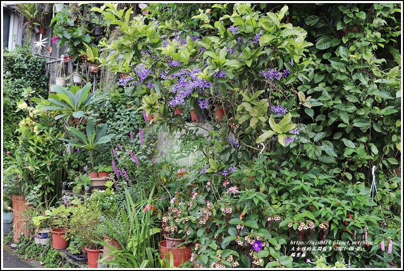 錫葉藤-2021-06-07.jpg 錫葉藤-2021-06-07.jpg