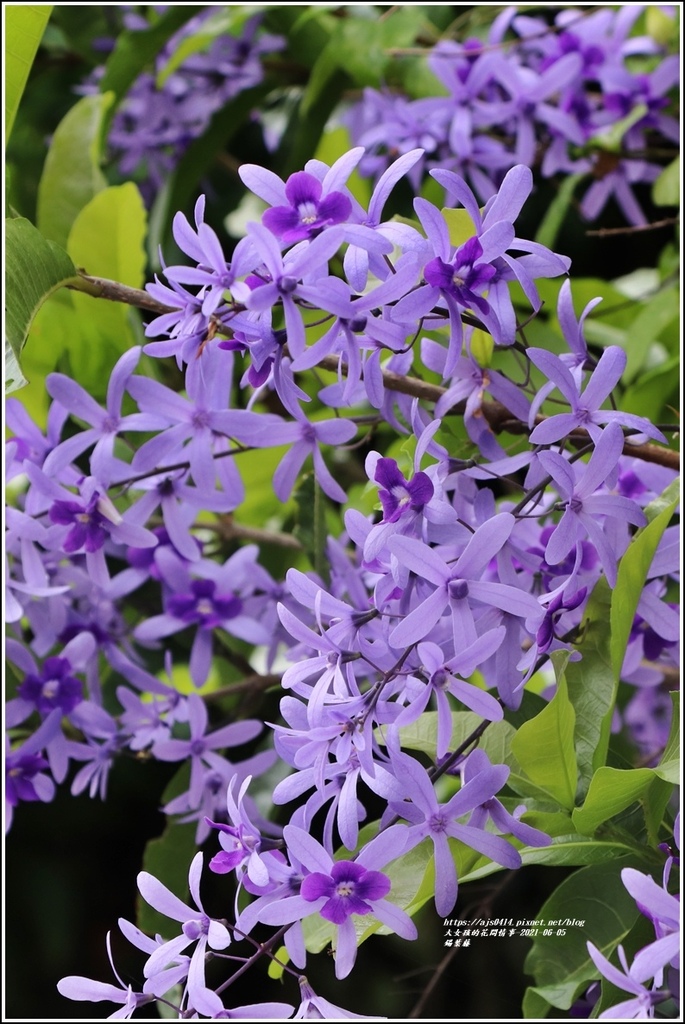 錫葉藤-2021-06-09.jpg 錫葉藤-2021-06-09.jpg