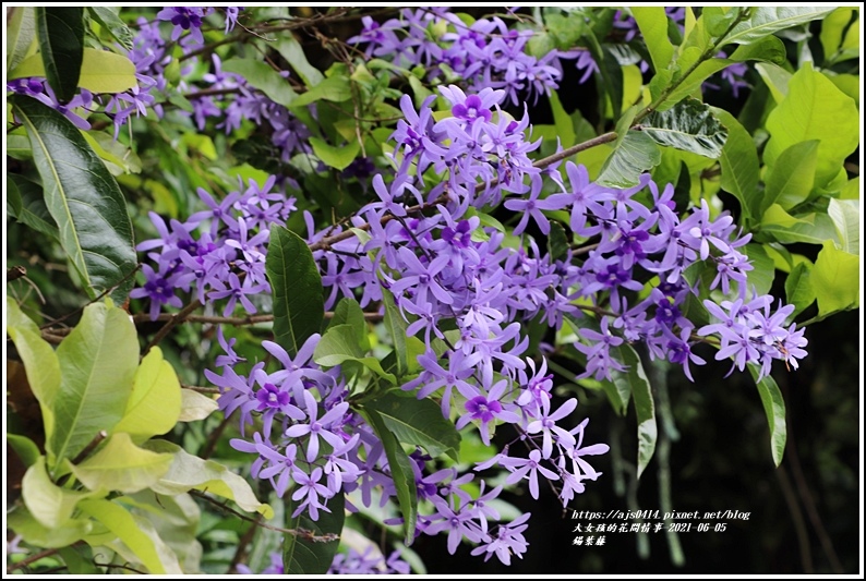 錫葉藤-2021-06-04.jpg 錫葉藤-2021-06-04.jpg