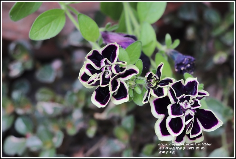 重瓣牽牛花-2021-06-03.jpg 重瓣牽牛花-2021-06-03.jpg