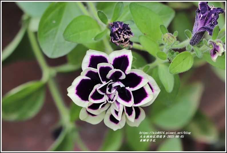 重瓣牽牛花-2021-06-02.jpg 重瓣牽牛花-2021-06-02.jpg