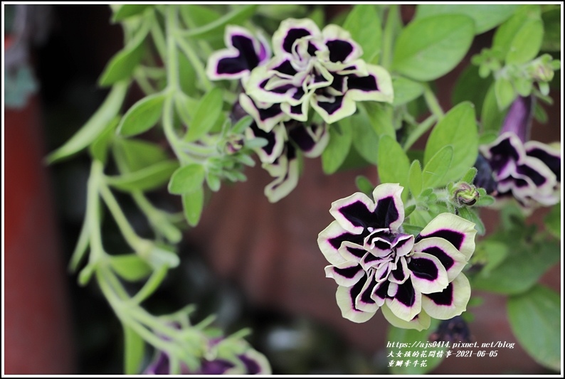 重瓣牽牛花-2021-06-01.jpg 重瓣牽牛花-2021-06-01.jpg