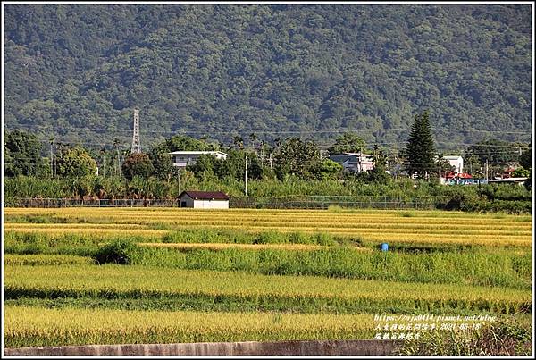 瑞穗台9線富源稻香-2021-06-14.jpg