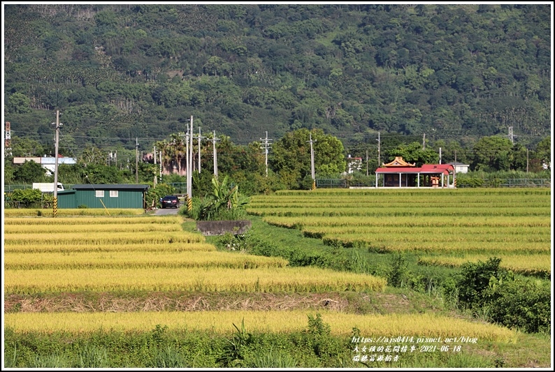 瑞穗台9線富源稻香-2021-06-13.jpg