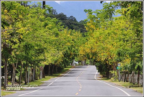 花蓮193-阿勃勒-2021-06-07.jpg