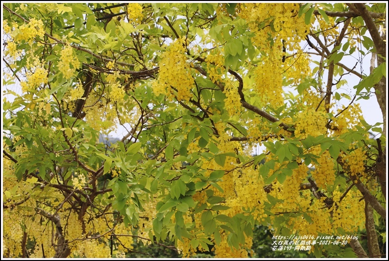 花蓮193-阿勃勒-2021-06-13.jpg