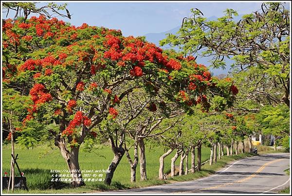 花蓮193鳳凰木96K(原樂德公路)-2021-05-02.jpg