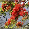 花蓮193鳳凰木96K(原樂德公路)-2021-05-07.jpg