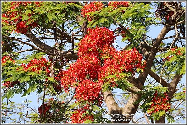 花蓮193鳳凰木96K(原樂德公路)-2021-05-04.jpg