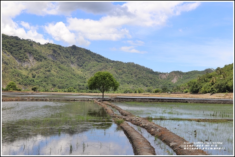 縱谷大地藝術季-鹿野后湖(貓咪種子)-2021-07-13.jpg