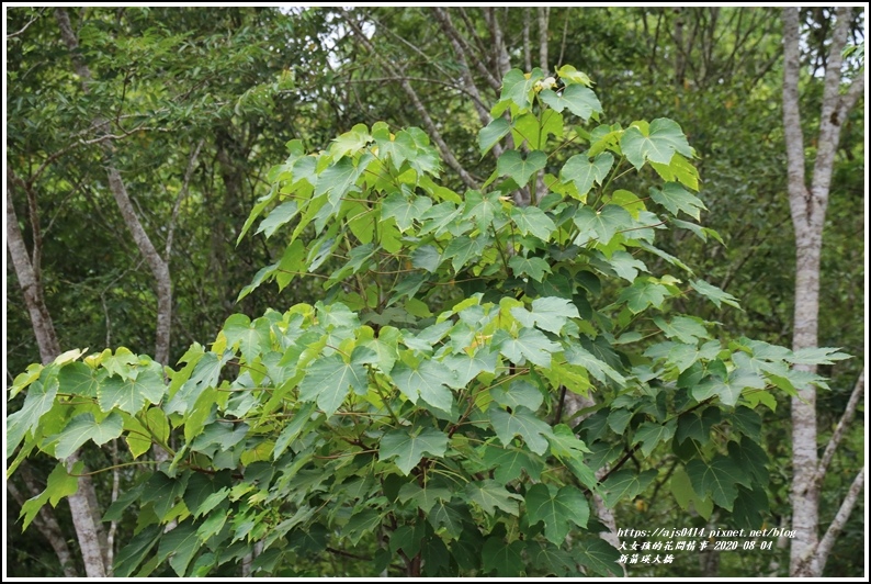 新箭瑛大橋-2021-08-51.jpg 新箭瑛大橋-2021-08-51.jpg