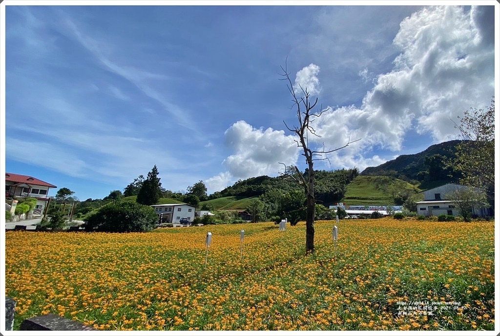 赤柯山大石茶園-2021-08-05.jpg