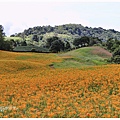 赤柯山萱園居-2021-08-06.jpg