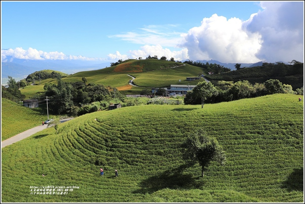 六十石山金針花季(忘憂亭)-2021-08-02.jpg