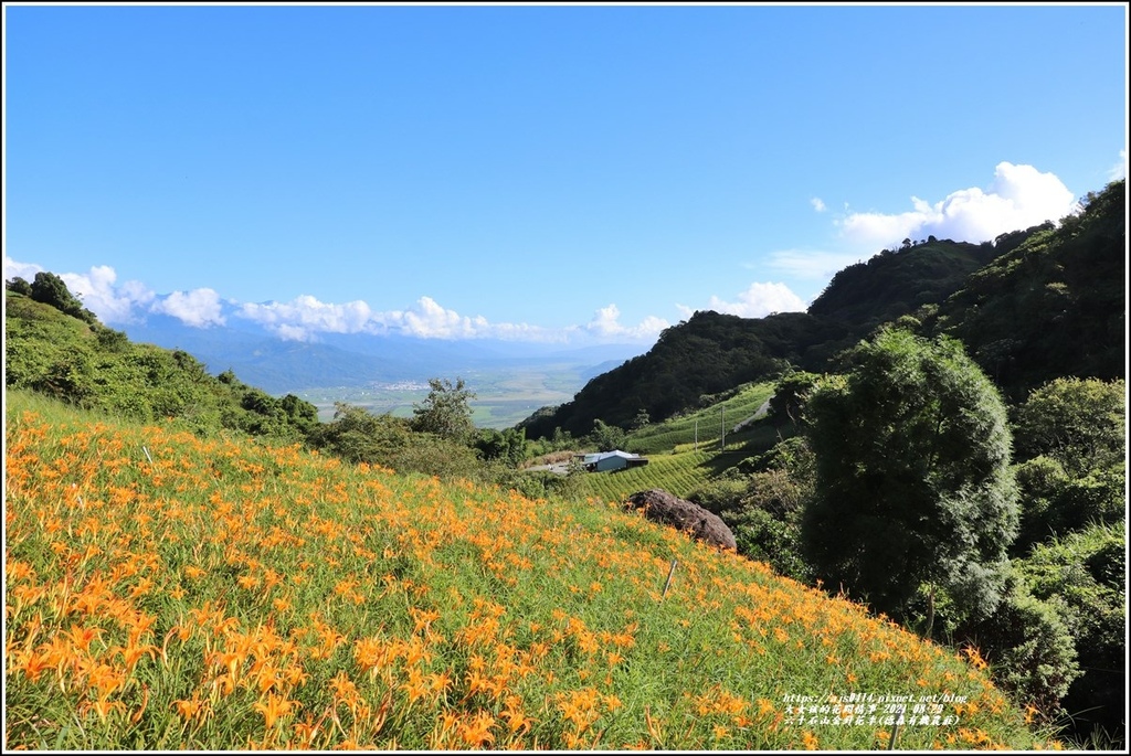 六十石山金針花季(德森有機農莊)-2021-08-01.jpg