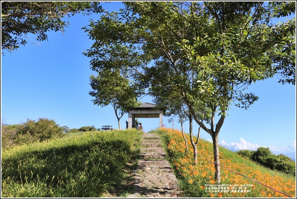 六十石山金針花季(德森有機農莊)-2021-08-06.jpg