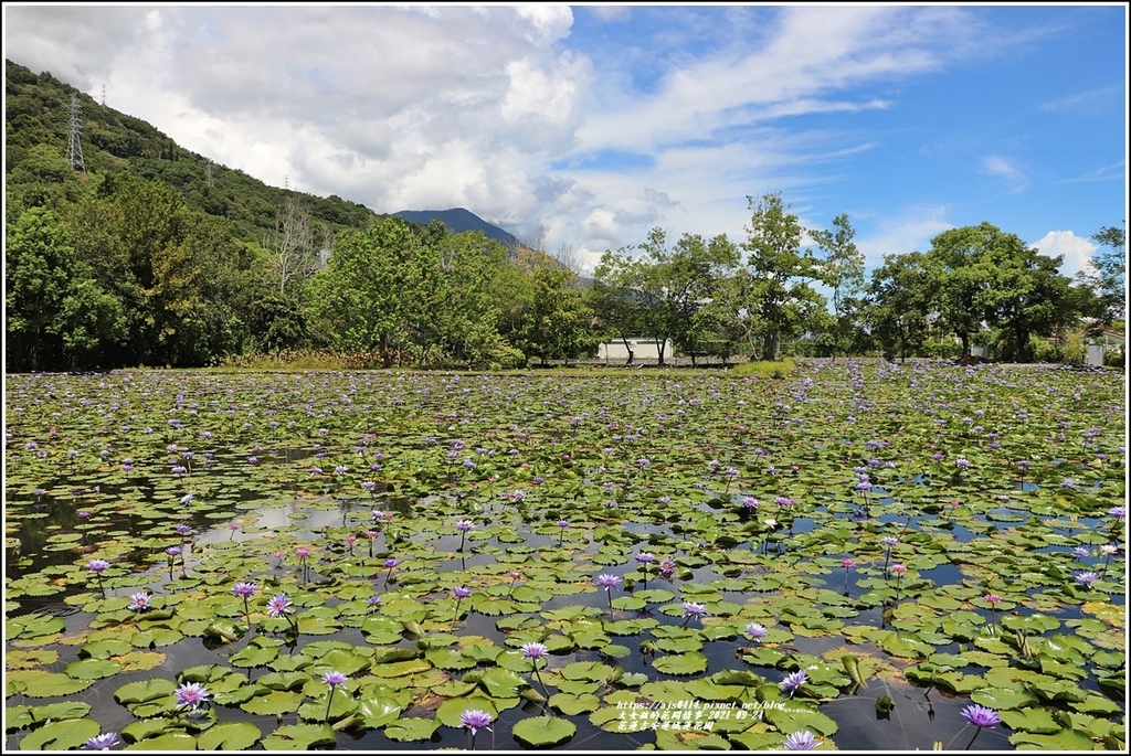 花蓮吉安蓮城蓮花園-2021-09-05.jpg