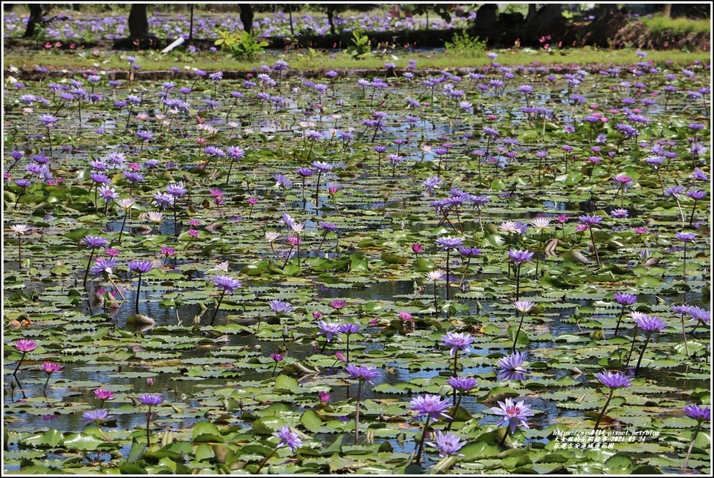 花蓮吉安蓮城蓮花園-2021-09-03.jpg