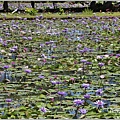 花蓮吉安蓮城蓮花園-2021-09-03.jpg