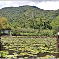 花蓮吉安蓮城蓮花園-2021-09-11.jpg