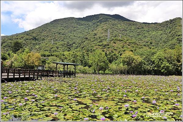 花蓮吉安蓮城蓮花園-2021-09-14.jpg