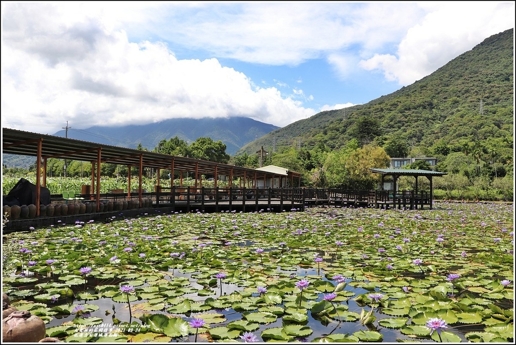 花蓮吉安蓮城蓮花園-2021-09-16.jpg