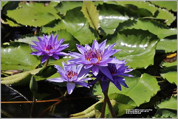 花蓮吉安蓮城蓮花園-2021-09-20.jpg