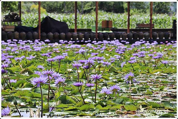 花蓮吉安蓮城蓮花園-2021-09-24.jpg