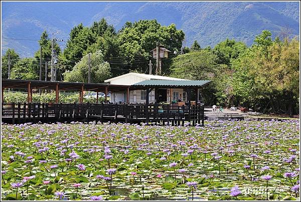 花蓮吉安蓮城蓮花園-2021-09-21.jpg