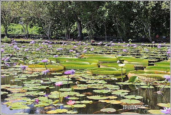 花蓮吉安蓮城蓮花園-2021-09-30.jpg