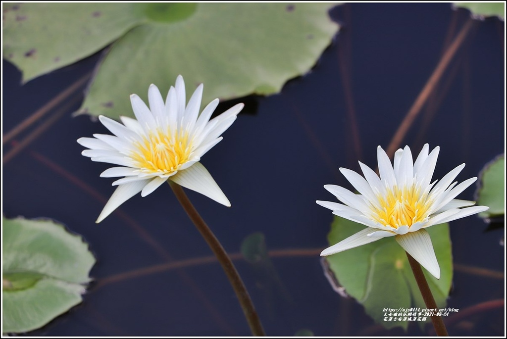 花蓮吉安蓮城蓮花園-2021-09-28.jpg