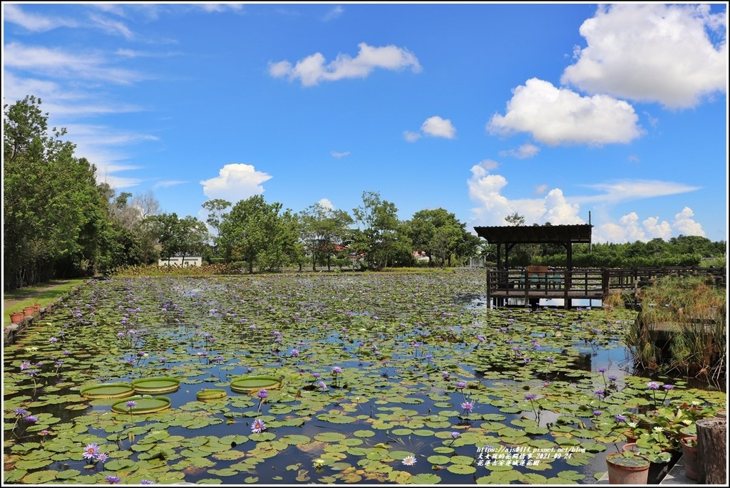 吉安蓮城蓮,賞蓮,睡蓮,蓮花茶,蓮花餅乾,鯉魚池,木棧道,花蓮,吉安,花蓮景點,吉安景點,蓮城蓮花園,蓮花