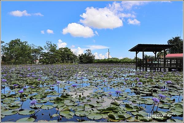 花蓮吉安蓮城蓮花園-2021-09-34.jpg