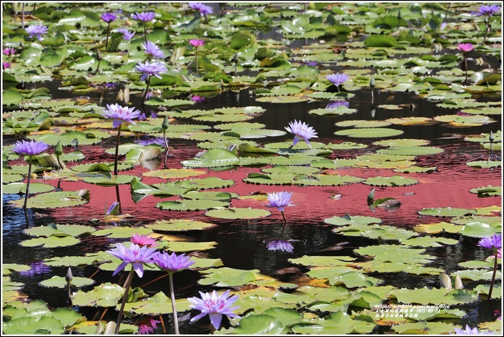 花蓮吉安蓮城蓮花園-2021-09-50.jpg