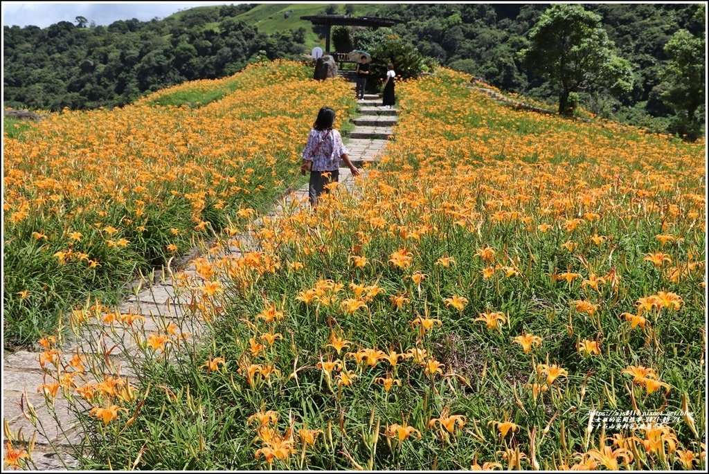 六十石山金針花(鹿蔥亭)-2021-08-44.jpg