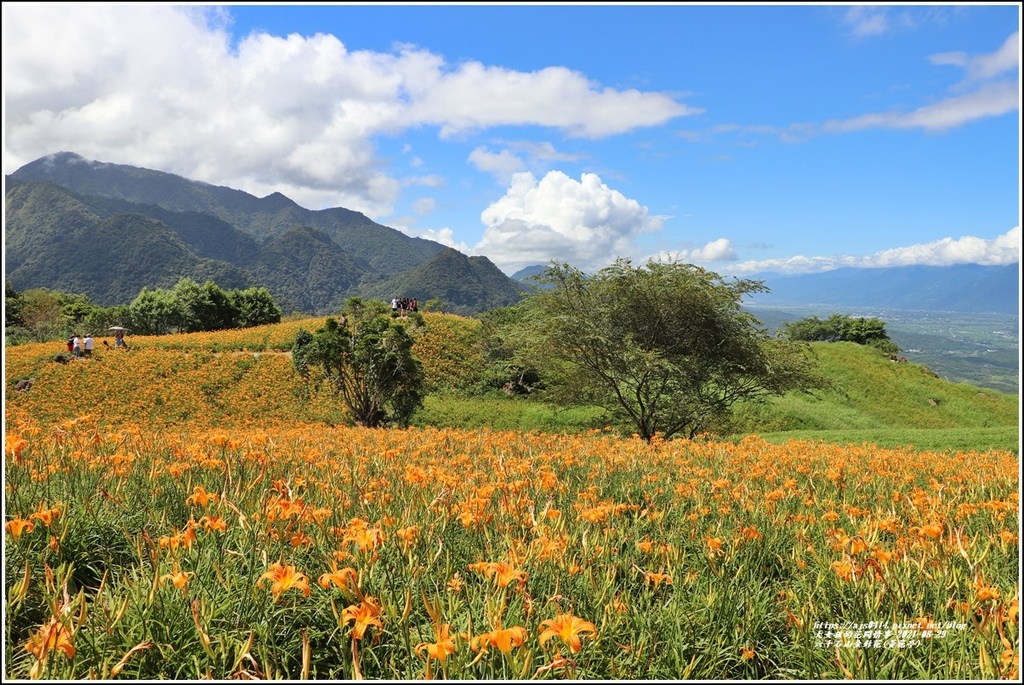 六十石山金針花季(黃花亭)-2021-08-02.jpg