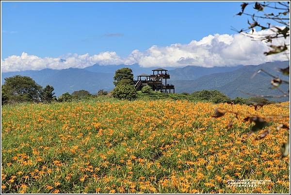 六十石山金針花季(黃花亭)-2021-08-35.jpg