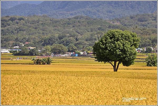 池上黃金稻-2021-10-39.jpg