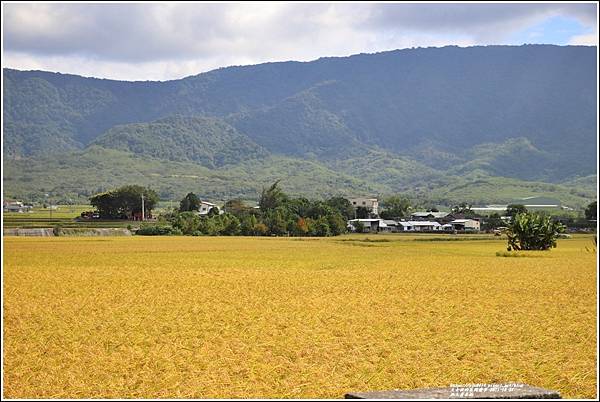 池上黃金稻-2021-10-49.jpg